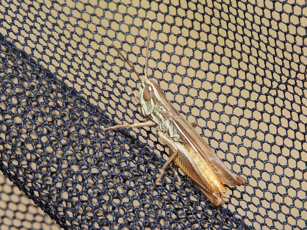  Euchorthippus elegantulus Zeuner, 1940