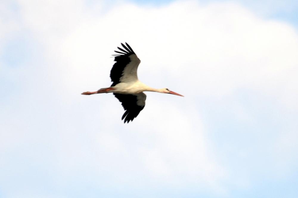 Cigogne blanche Ciconia ciconia (Linnaeus, 1758)