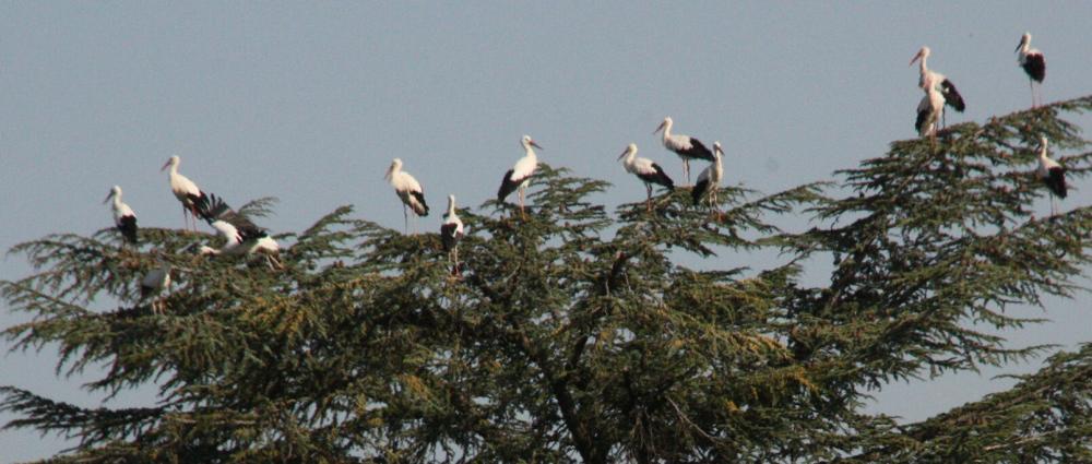 Cigogne blanche Ciconia ciconia (Linnaeus, 1758)