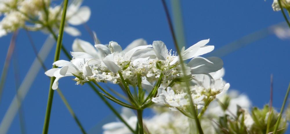 Caucalis à grandes fleurs Orlaya grandiflora (L.) Hoffm., 1814