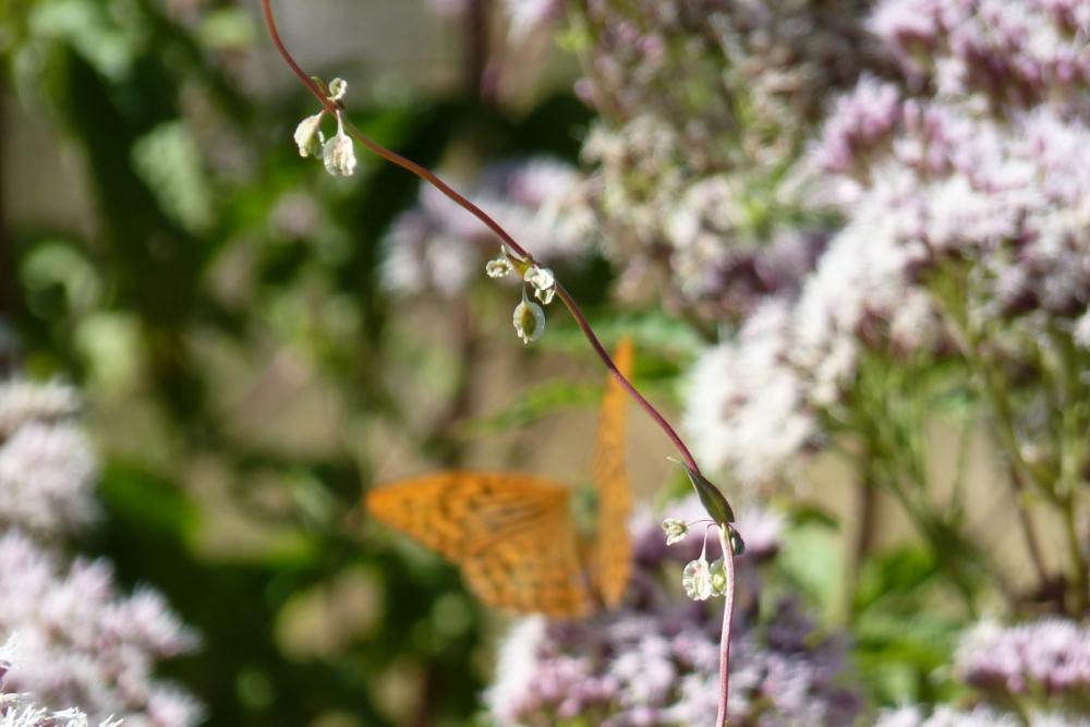 Renouée des haies, Vrillée des buissons Fallopia dumetorum (L.) Holub, 1971