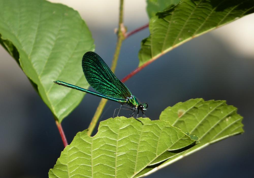 Caloptéryx vierge Calopteryx virgo (Linnaeus, 1758)