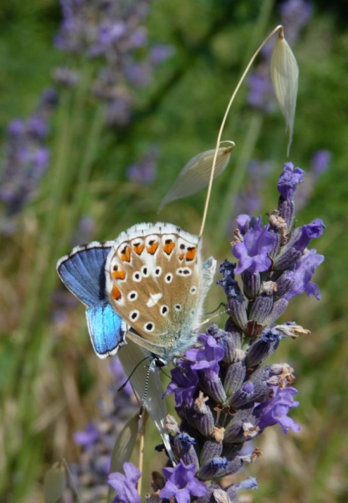 Azuré bleu-céleste (L'), Bel-Argus (Le), Argus ble Lysandra bellargus (Rottemburg, 1775)
