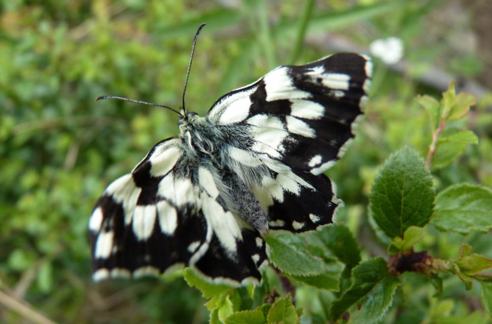 Demi-Deuil (Le), Échiquier (L'), Échiquier commun Melanargia galathea (Linnaeus, 1758)