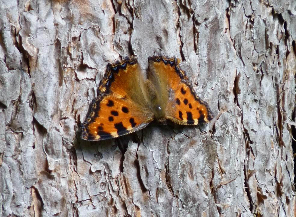 Grande Tortue (La), Vanesse de l'Orme (La), Grand- Nymphalis polychloros (Linnaeus, 1758)