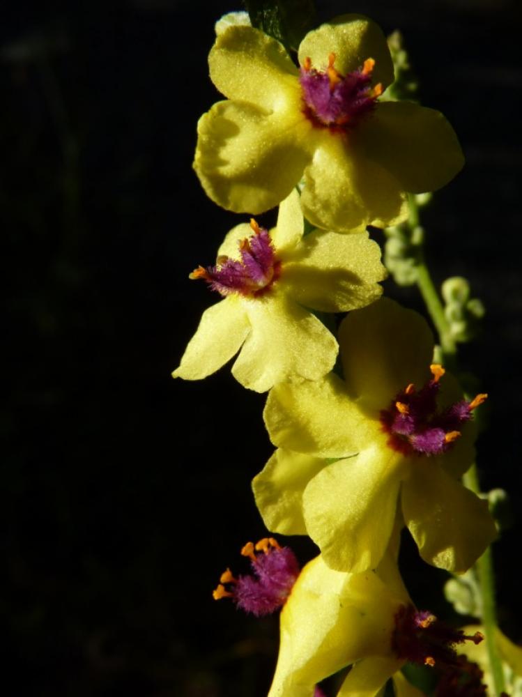Molène noire, Cierge maudit Verbascum nigrum L., 1753