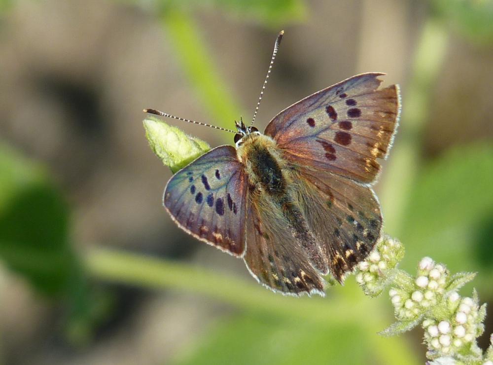 Cuivré fuligineux (Le), Argus myope (L'), Polyomma Lycaena tityrus (Poda, 1761)