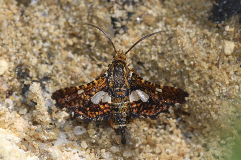 Pygmée (Le), Sphinx-Pygmée (Le) Thyris fenestrella (Scopoli, 1763)