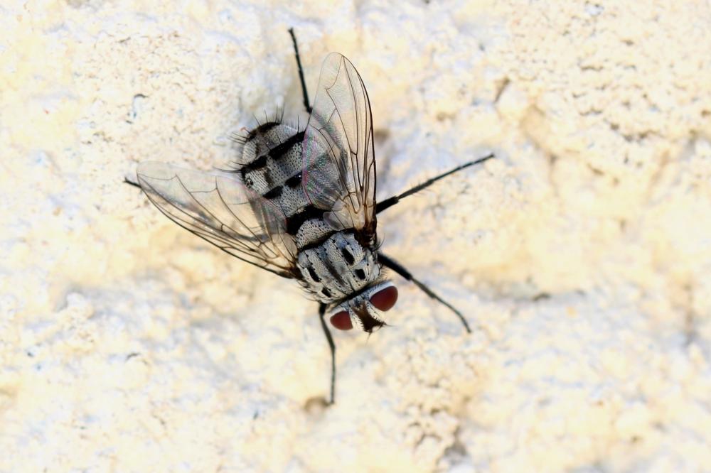 Billaea maritima (Schiner, 1862)