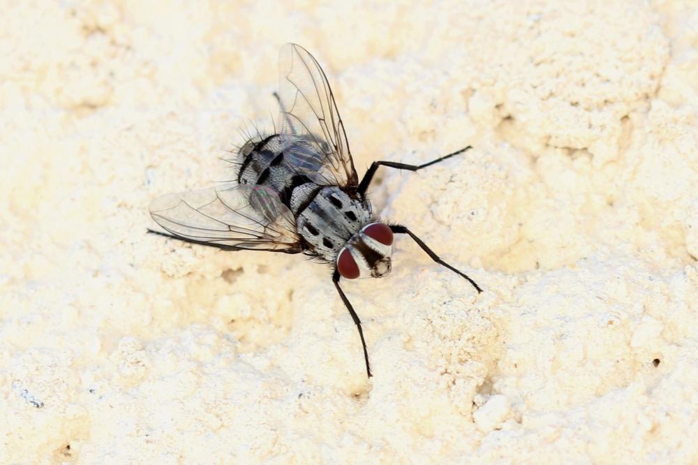 Billaea maritima (Schiner, 1862)