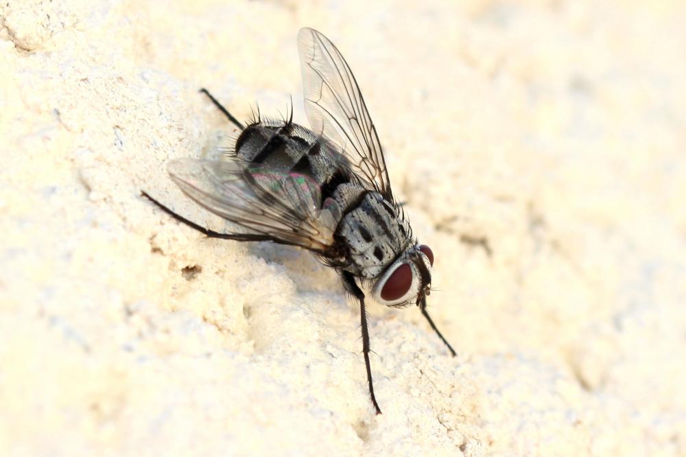 Billaea maritima (Schiner, 1862)