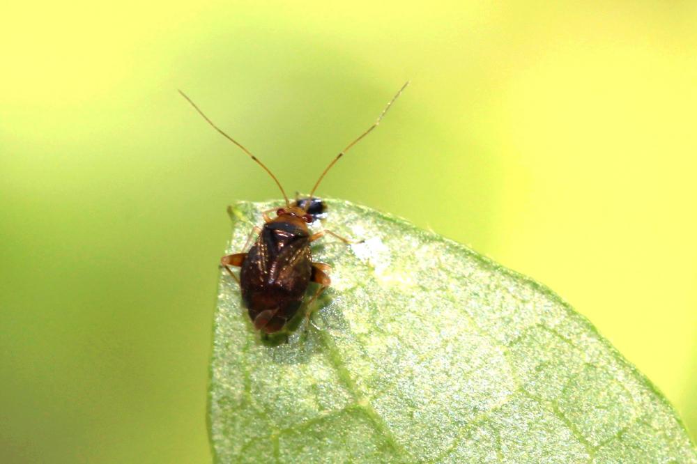 Halticus luteicollis (Panzer, 1804)