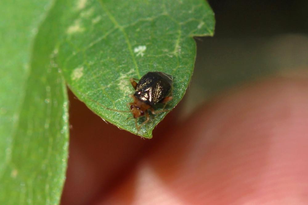  Halticus luteicollis (Panzer, 1804)