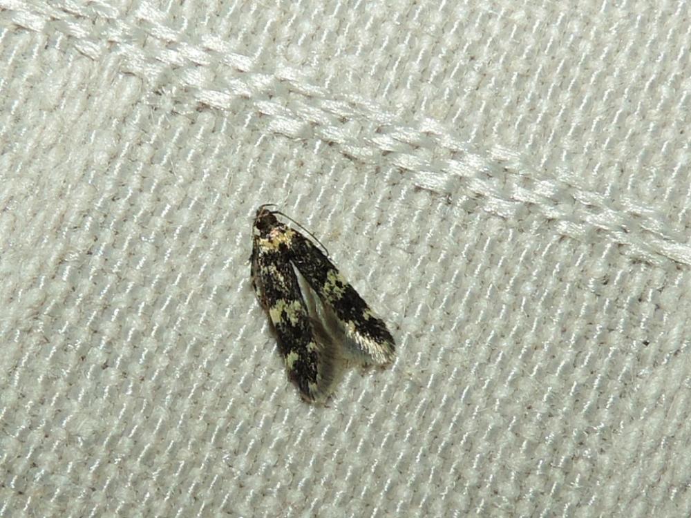 Apatema impunctella