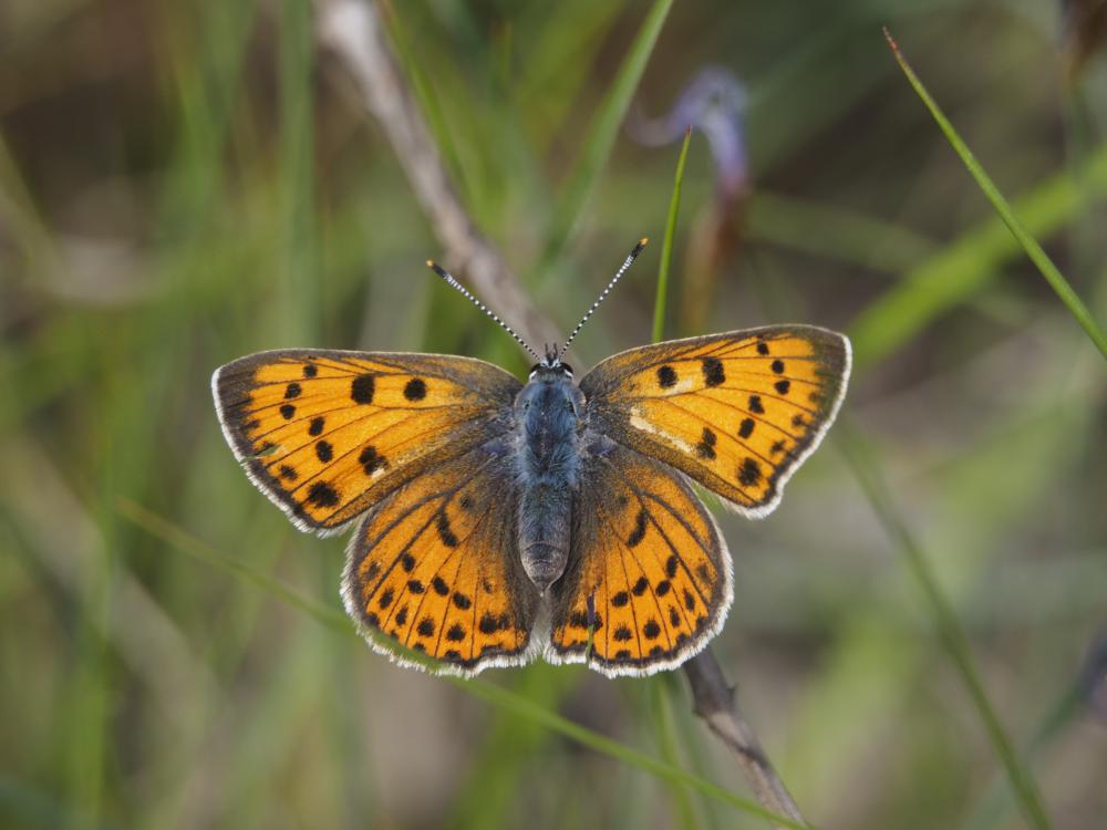 Cuivré mauvin (Le), Cuivré flamboyant (Le), Argus Lycaena alciphron (Rottemburg, 1775)