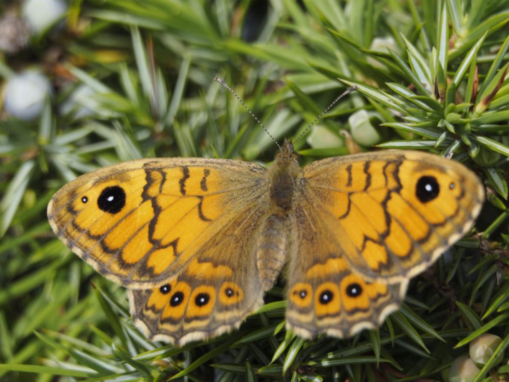 Mégère (La), Satyre (Le) Lasiommata megera (Linnaeus, 1767)