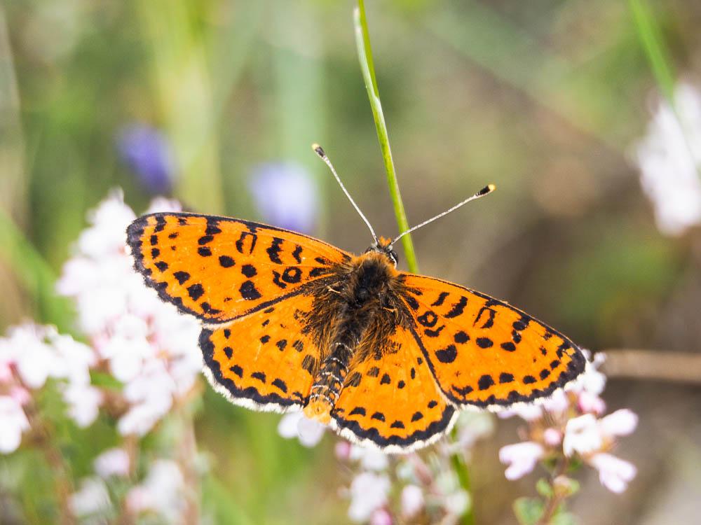 Mélitée orangée (La), Damier orangé (Le), Diane (L Melitaea didyma (Esper, 1778)