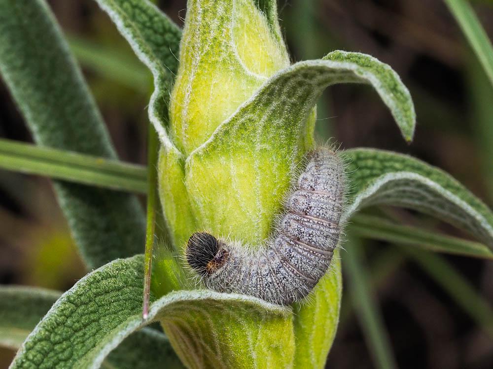 Hespérie de l'Herbe-au-vent (L') Sloperia proto (Ochsenheimer, 1808)