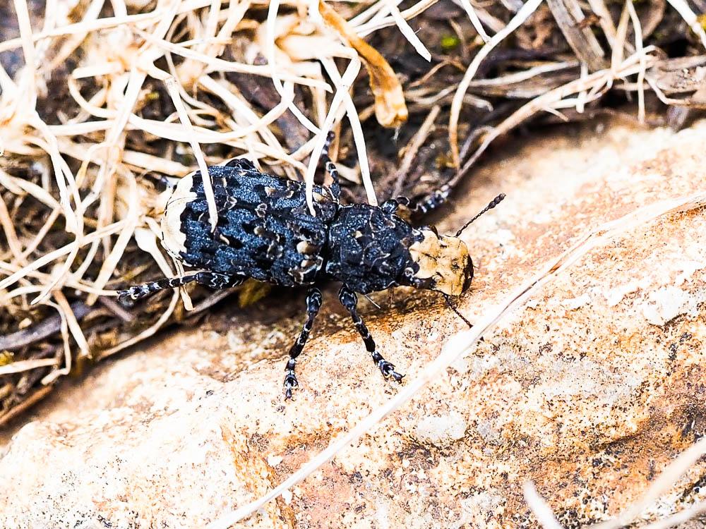 Platyrhinus resinosus (Scopoli, 1763)