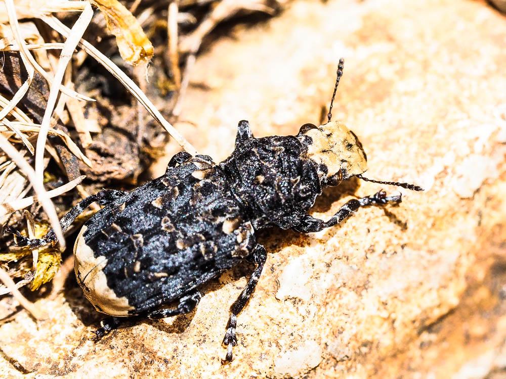  Platyrhinus resinosus (Scopoli, 1763)