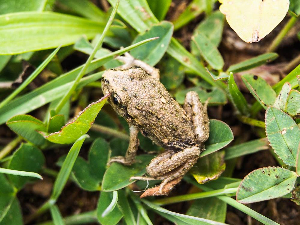 Pélodyte ponctué Pelodytes punctatus (Daudin, 1803)