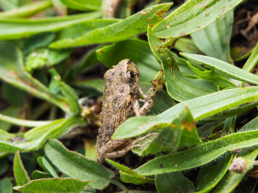 Pélodyte ponctué Pelodytes punctatus (Daudin, 1803)