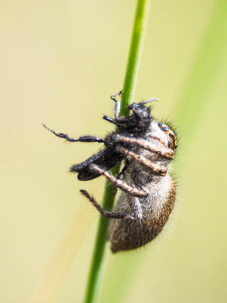 Saltique sanguinolent Philaeus chrysops (Poda, 1761)
