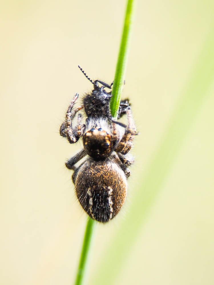 Saltique sanguinolent Philaeus chrysops (Poda, 1761)