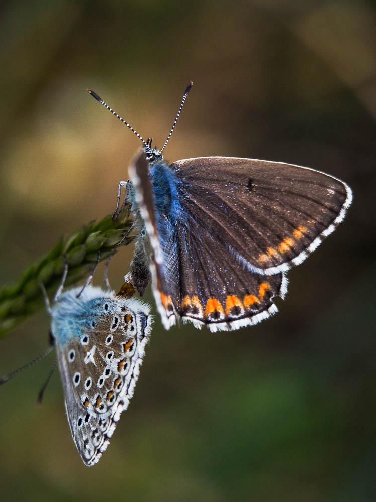 Azuré bleu-céleste (L'), Bel-Argus (Le), Argus ble Lysandra bellargus (Rottemburg, 1775)
