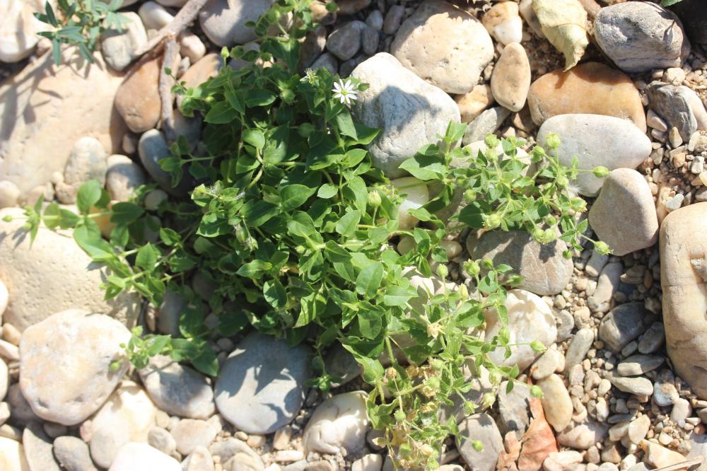 Stellaire aquatique, Céraiste d'eau Myosoton aquaticum (L.) Moench, 1794