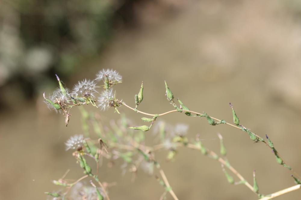 Laitue scariole, Escarole Lactuca serriola L., 1756