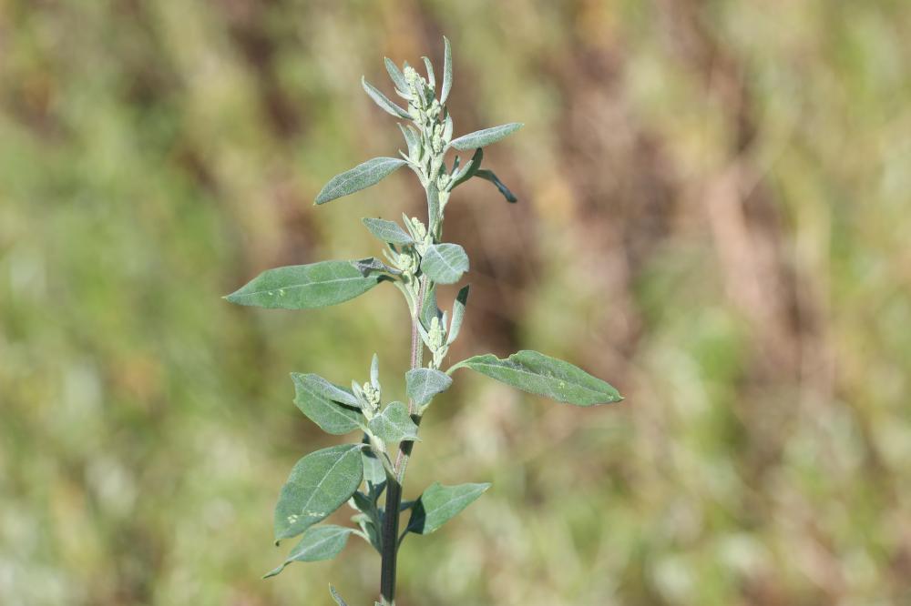 Chénopode blanc, Senousse Chenopodium album L., 1753