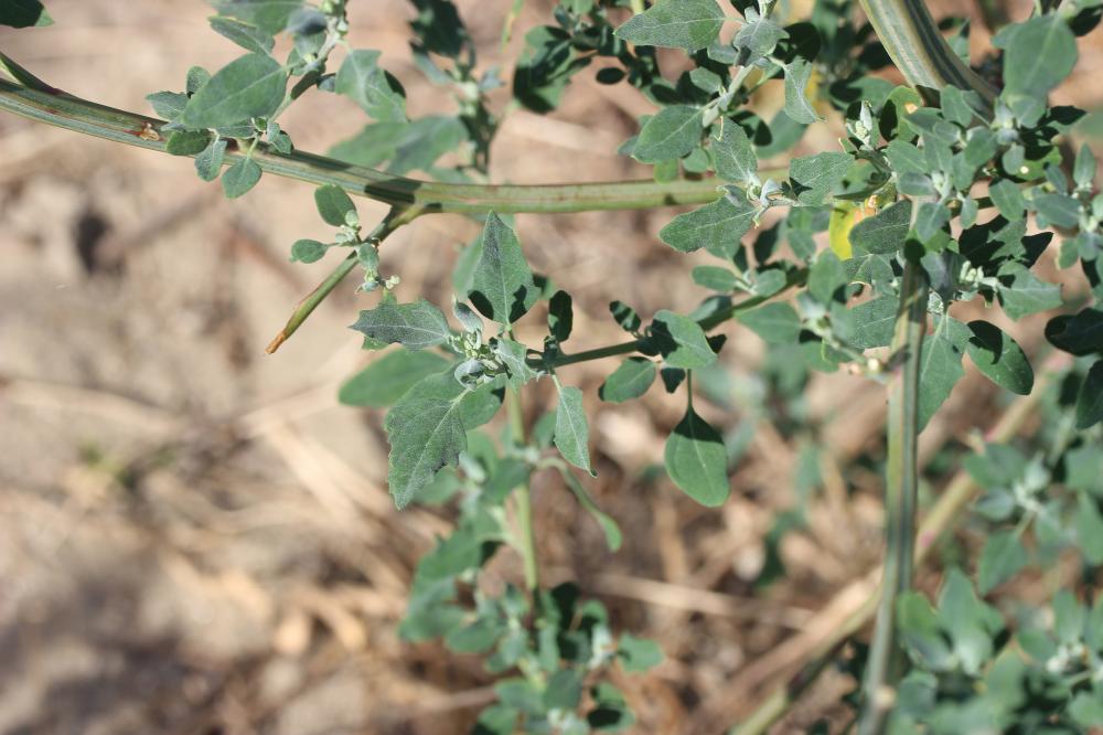 Chénopode blanc, Senousse Chenopodium album L., 1753