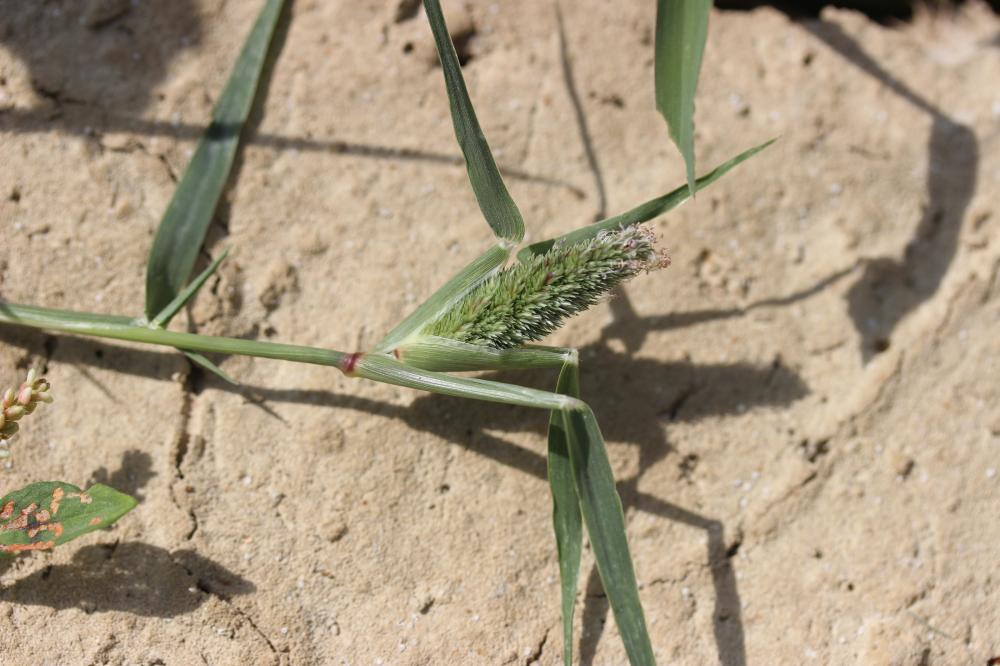 Crypsis faux choin, Crypside faux Choin Crypsis schoenoides (L.) Lam., 1791