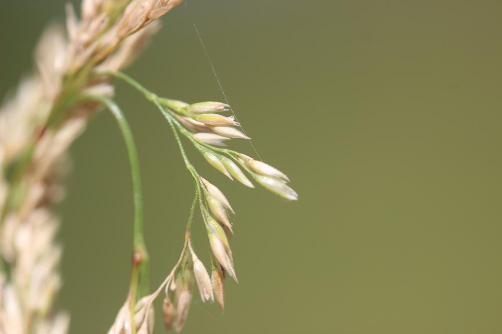 Agrostide stolonifère Agrostis stolonifera L., 1753