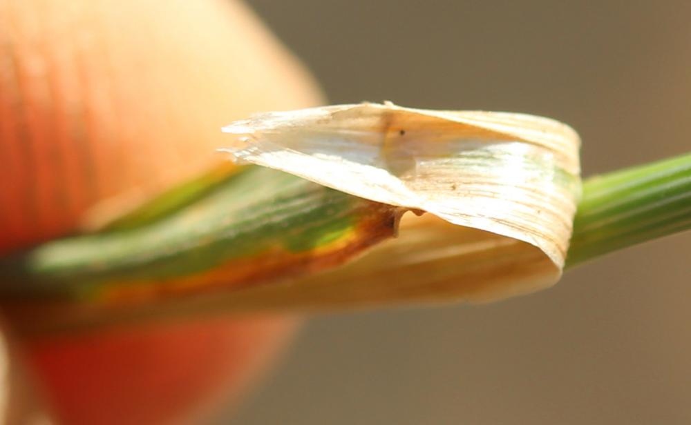 Agrostide stolonifère Agrostis stolonifera L., 1753