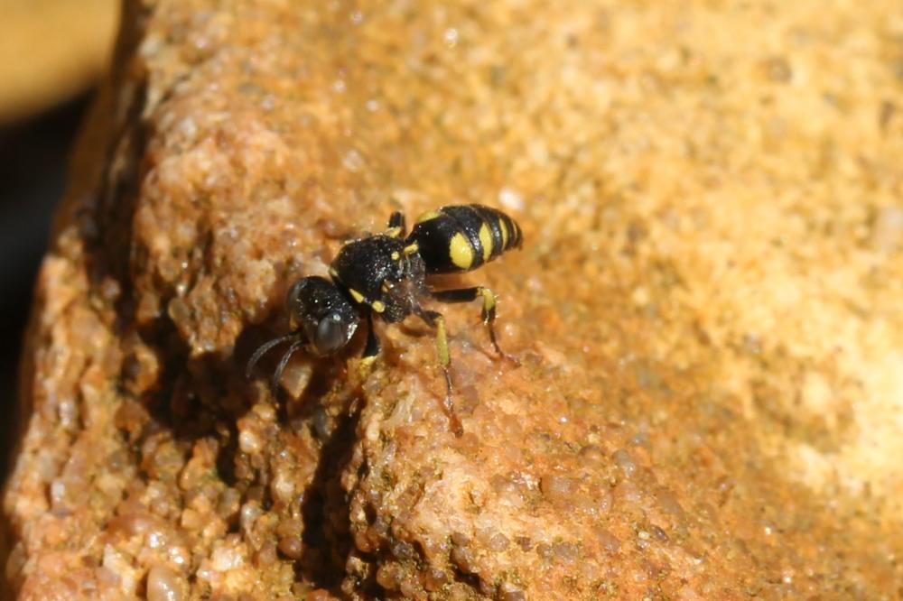  Oxybelus Latreille, 1796