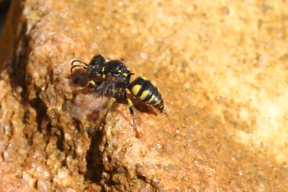 Oxybelus Latreille, 1796