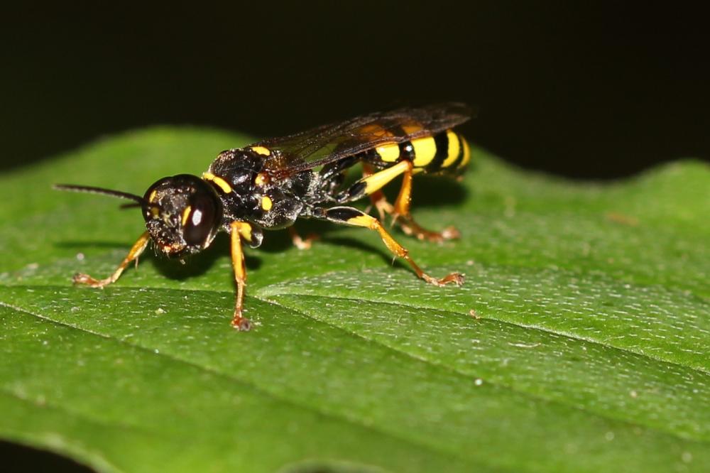 Mellinus arvensis (Linnaeus, 1758)