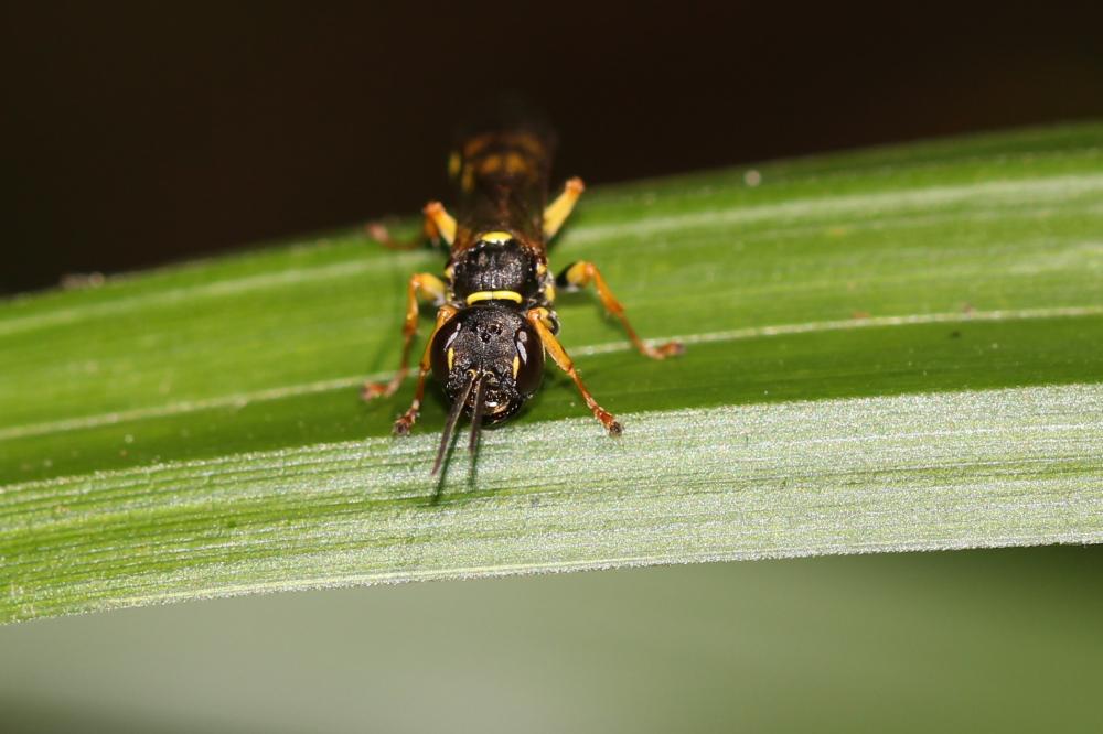 Mellinus arvensis (Linnaeus, 1758)
