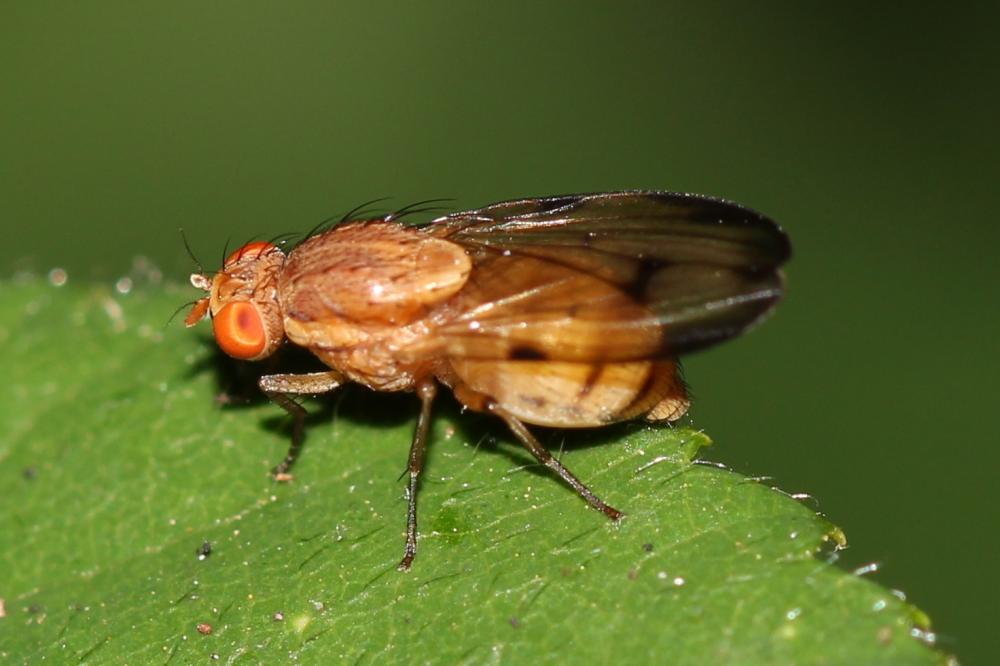  Minettia inusta (Meigen, 1826)