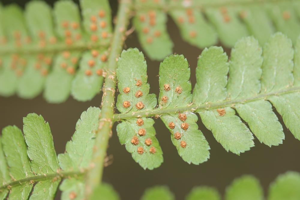 Fougère mâle Dryopteris filix-mas (L.) Schott, 1834