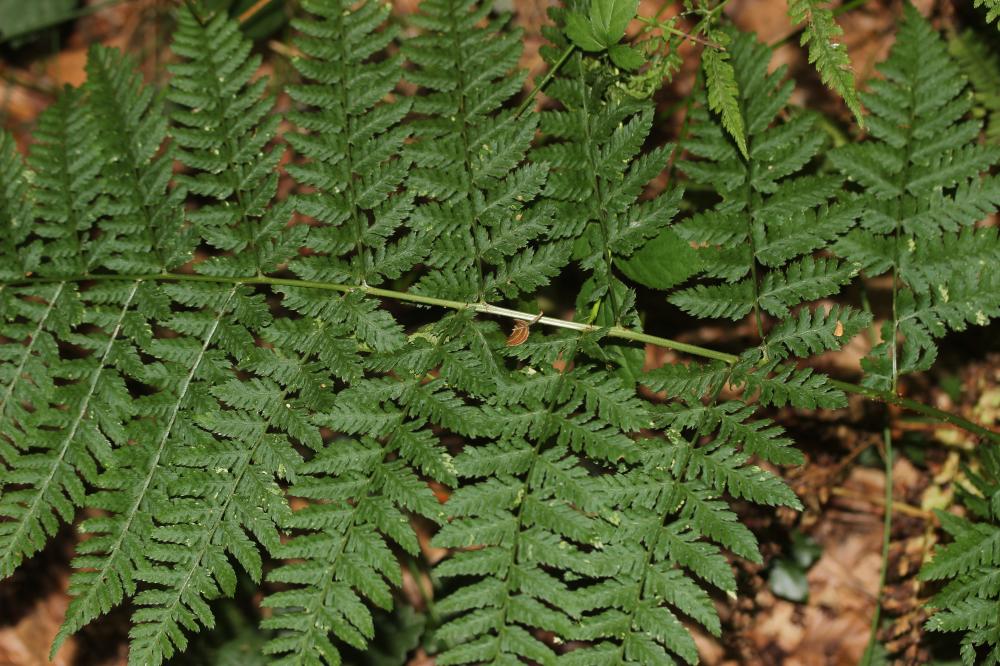 Dryoptéris dilaté, Fougère dilatée Dryopteris dilatata (Hoffm.) A.Gray, 1848