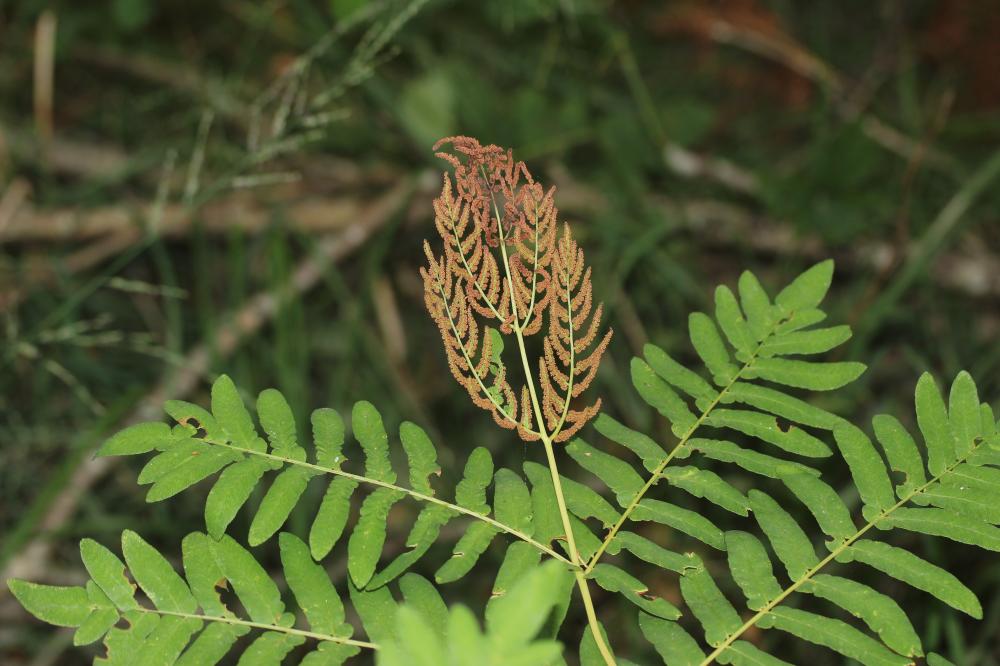 Osmonde royale, Fougère fleurie Osmunda regalis L., 1753
