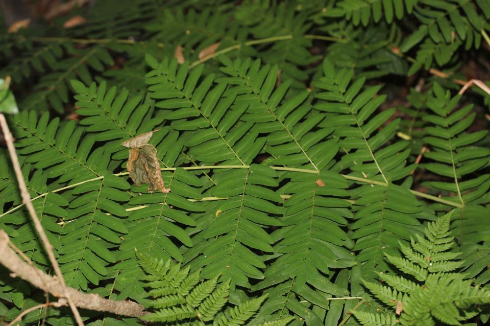 Osmonde royale, Fougère fleurie Osmunda regalis L., 1753