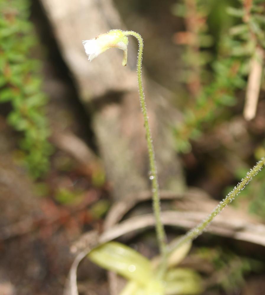Grassette du Portugal Pinguicula lusitanica L., 1753