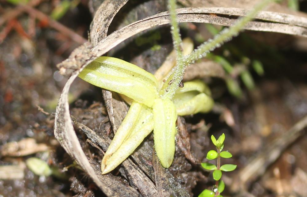Grassette du Portugal Pinguicula lusitanica L., 1753