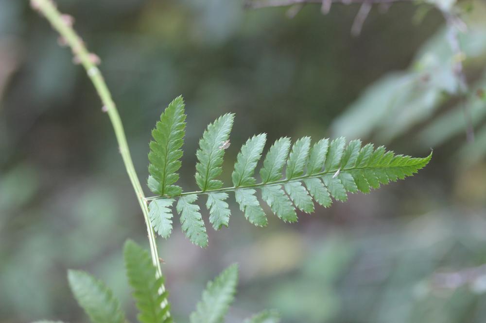 Dryoptéris des chartreux , Fougère spinuleuse Dryopteris carthusiana (Vill.) H.P.Fuchs, 1959