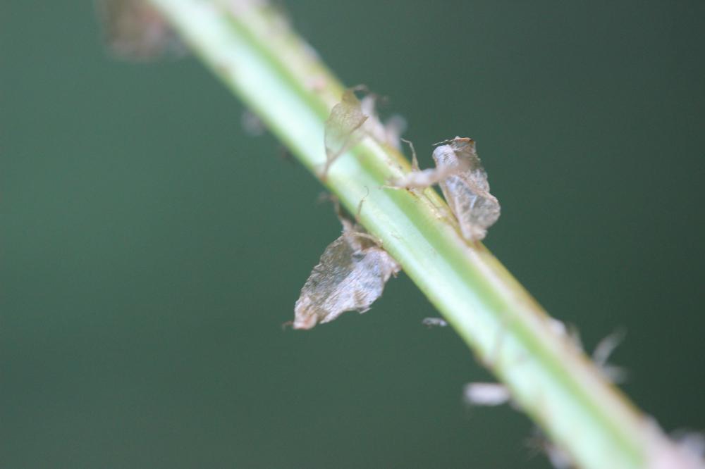 Dryoptéris des chartreux , Fougère spinuleuse Dryopteris carthusiana (Vill.) H.P.Fuchs, 1959