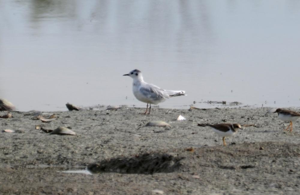 Mouette pygmée Hydrocoloeus minutus (Pallas, 1776)